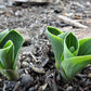 Lucky Mouse Hosta Plant