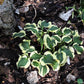 Mini Skirt Hosta Plant