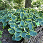 Pizzazz Hosta Plant