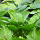 Royal Standard Hosta Plant