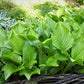 Royal Standard Hosta Plant