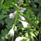 Silk Road Hosta Plant