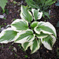 Silk Road Hosta Plant