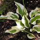 Silk Road Hosta Plant