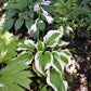 Silk Road Hosta Plant