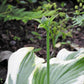 Silk Road Hosta Plant