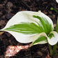 Silk Road Hosta Plant