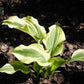 Silk Road Hosta Plant
