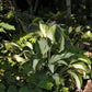 Vulcan Hosta Plant