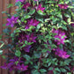 Epivo024 Picardy Clematis