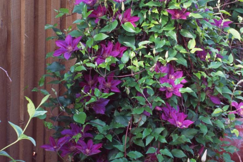Epivo024 Picardy Clematis