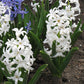 Carnegie Hyacinth Bulbs