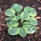 Frosted Mouse Ears Hosta Plant