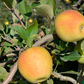 GoldRush Apple