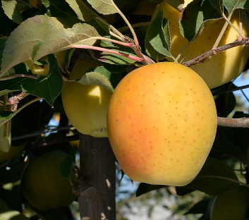 GoldRush Apple