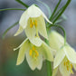 Raddeana Fritillaria Bulbs