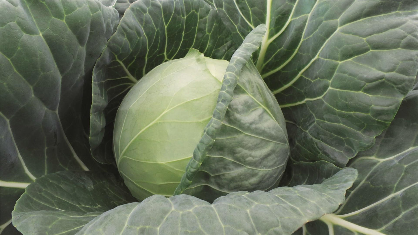 Farao F1 Green Cabbage