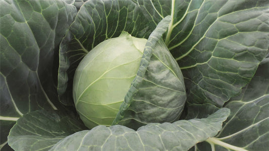 Farao F1 Green Cabbage