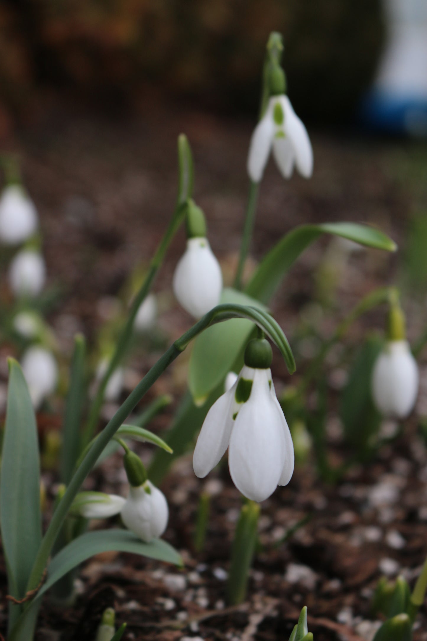 Mount Everest Galanthus Bulbs