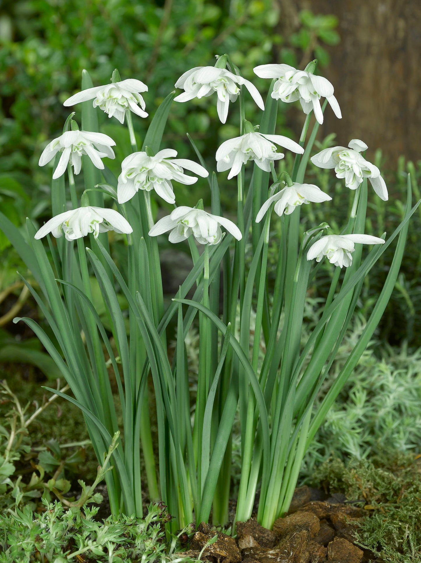 Floreo Pleno Galanthus Bulbs