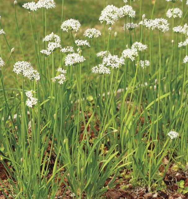 Garlic Chives Seeds online shopping