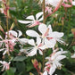 Sparkle White Gaura Seeds online shopping
