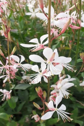 Sparkle White Gaura Seeds online shopping