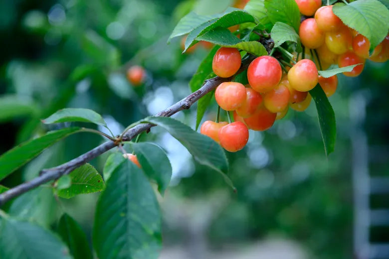 Cherry Tree - Cerisier