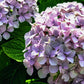 Hydrangea macrophylla Penny Mac
