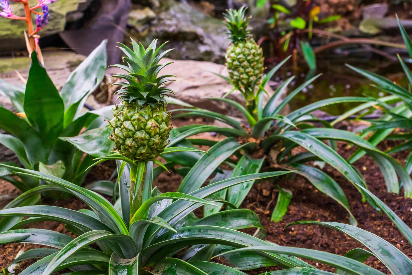 Pineapple Plant - Plante d'Ananas