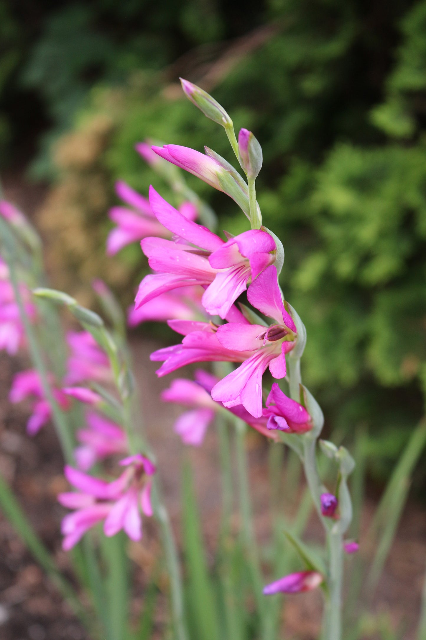 Gladiolus Byzantinus Corms