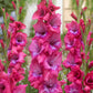 Lumiere Gladiolus Corms
