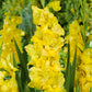 Nova Lux Gladiolus Corms