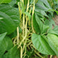 Gold Rush Bush Bean Seeds online shopping