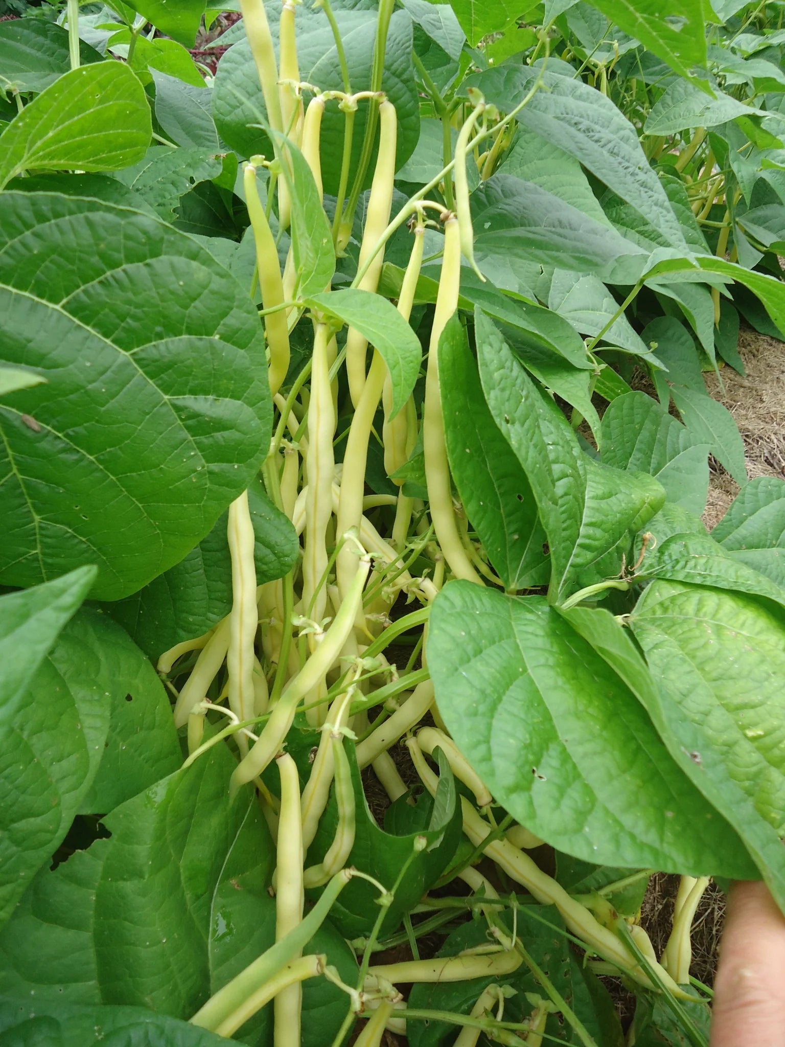 Gold Rush Bush Bean Seeds online shopping