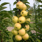 Golden Treat® Columnar Apple