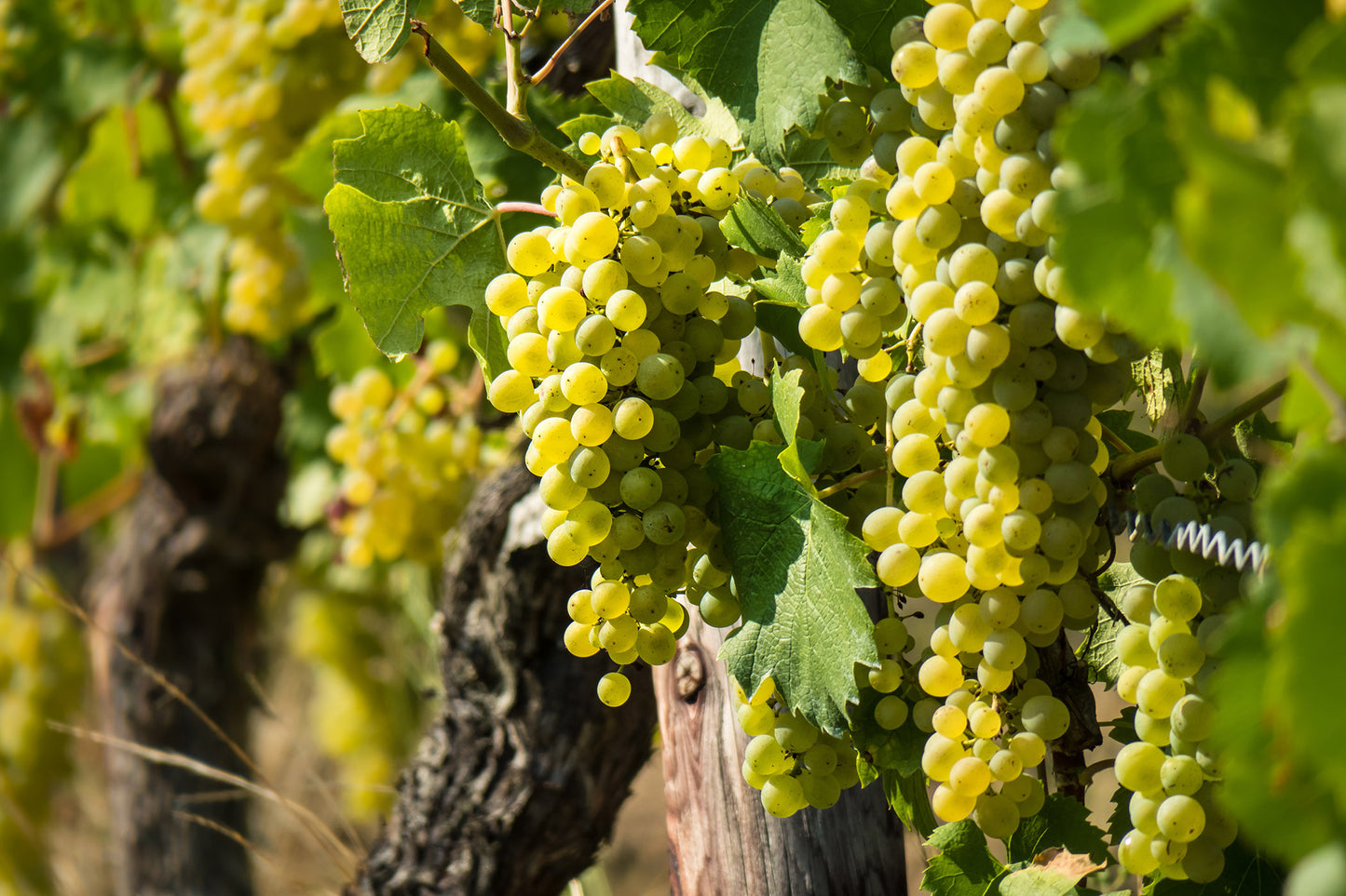 Niagara Table Grape Vine