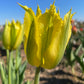Green Mile Tulip Bulbs