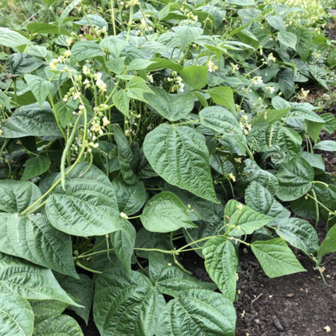 Goliath Bush Bean Seeds online shopping