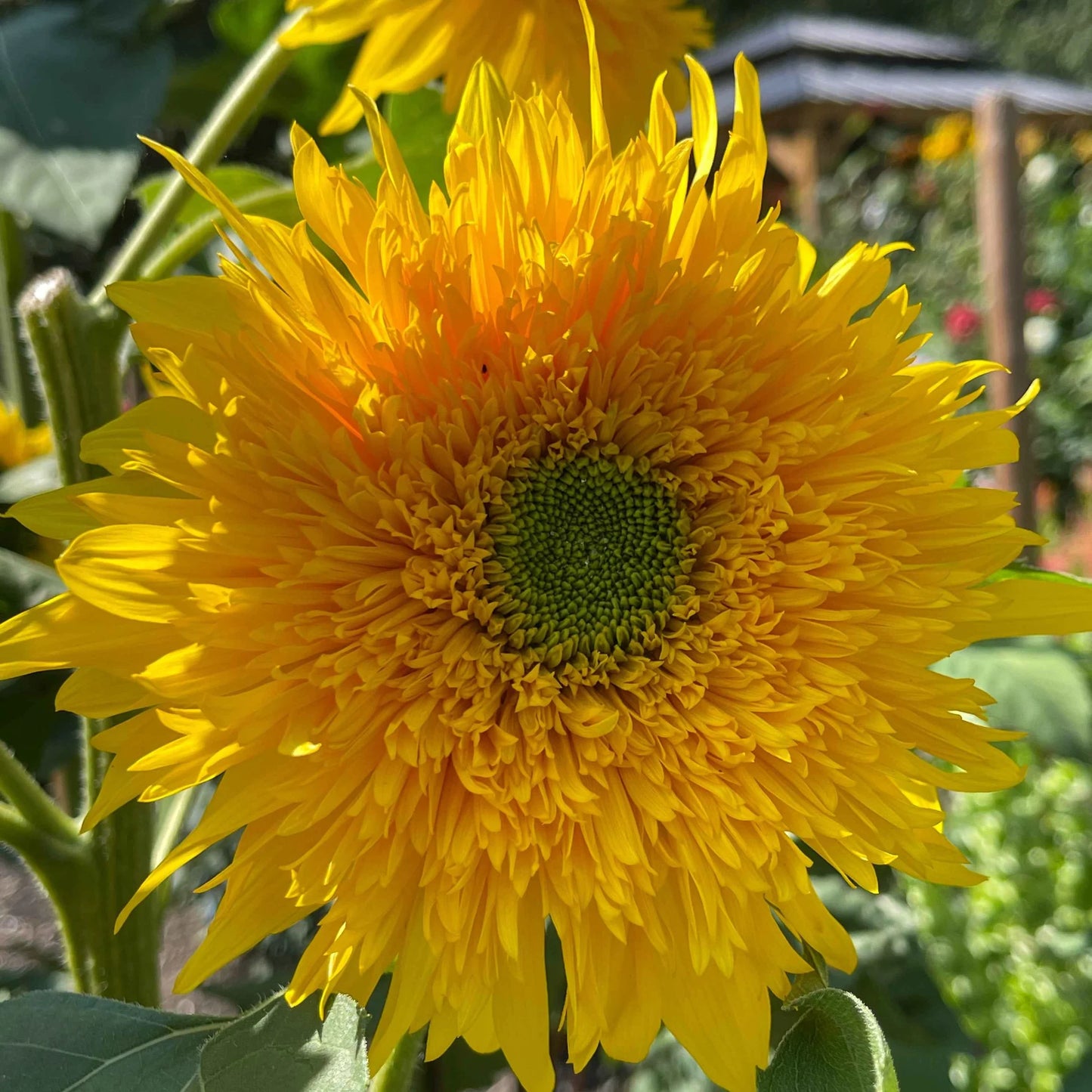Starburst Greenburst DMR F1 Sunflower Seeds online shopping