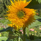Starburst Greenburst DMR F1 Sunflower Seeds online shopping
