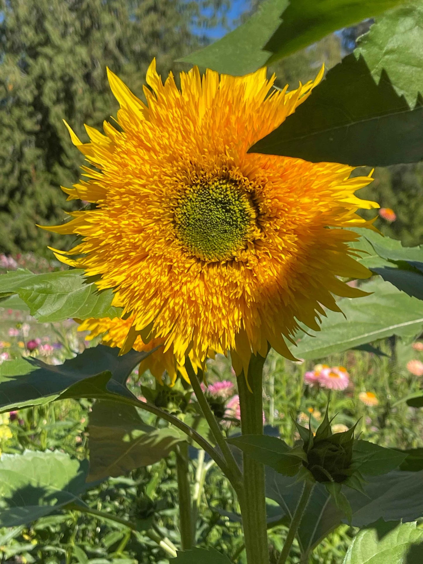 Starburst Greenburst DMR F1 Sunflower Seeds online shopping