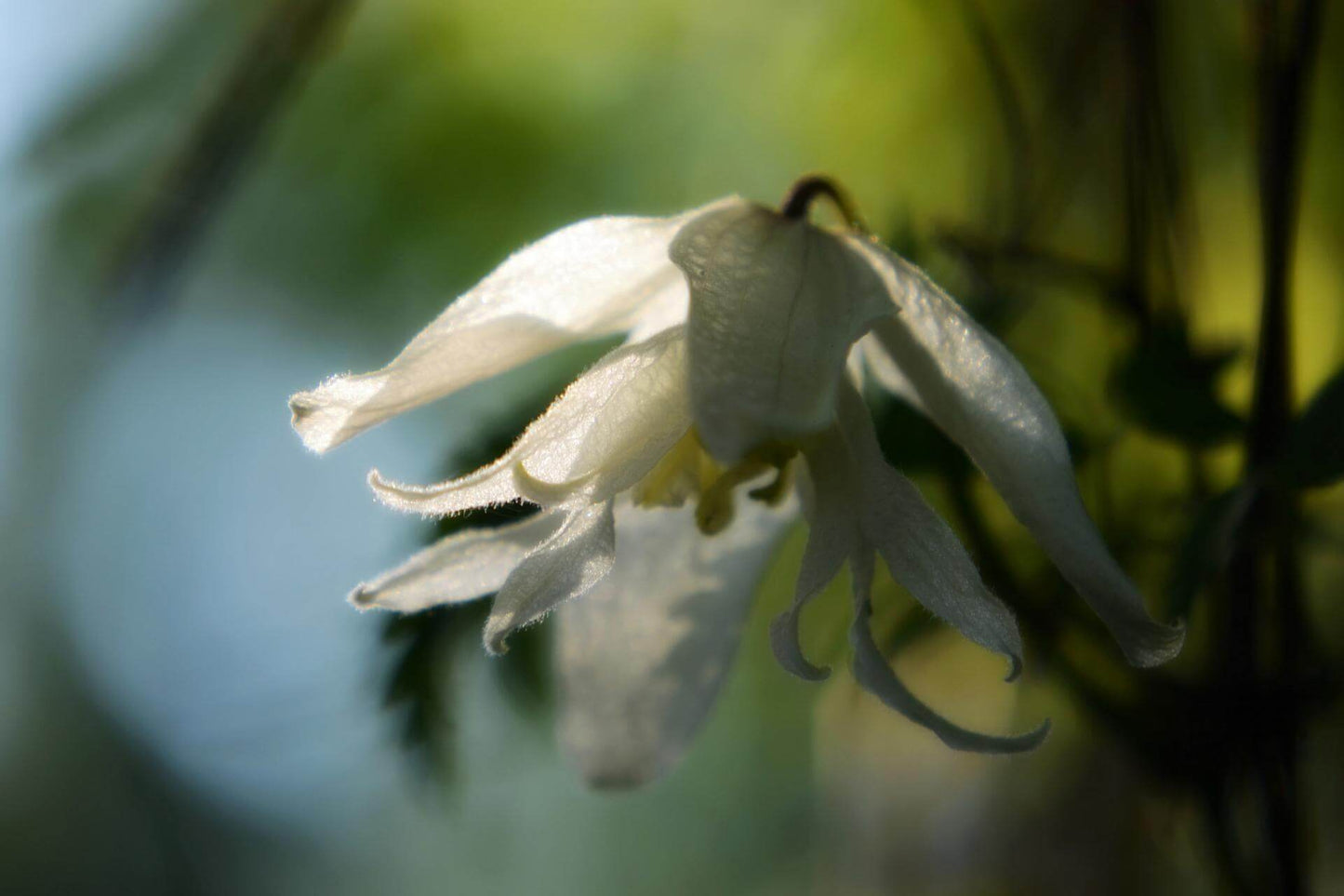 Macropetala White Swan Clematis Vine