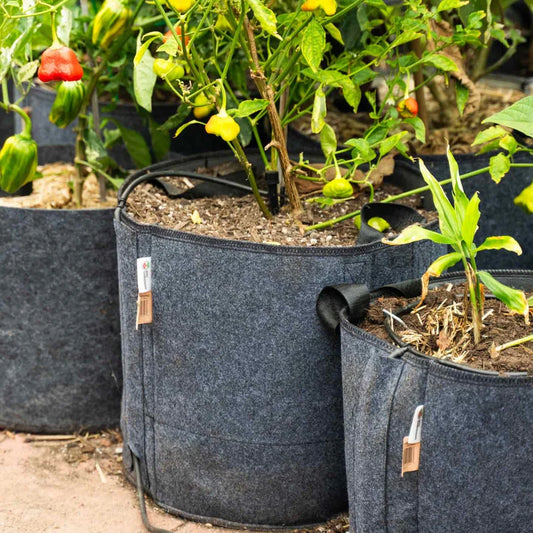 Felt plant grow bags with irrigation line holders.