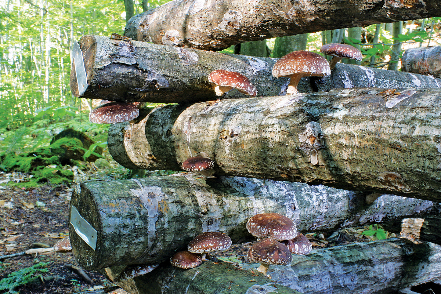 Shiitake