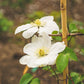 Guernsey Cream Clematis Vine