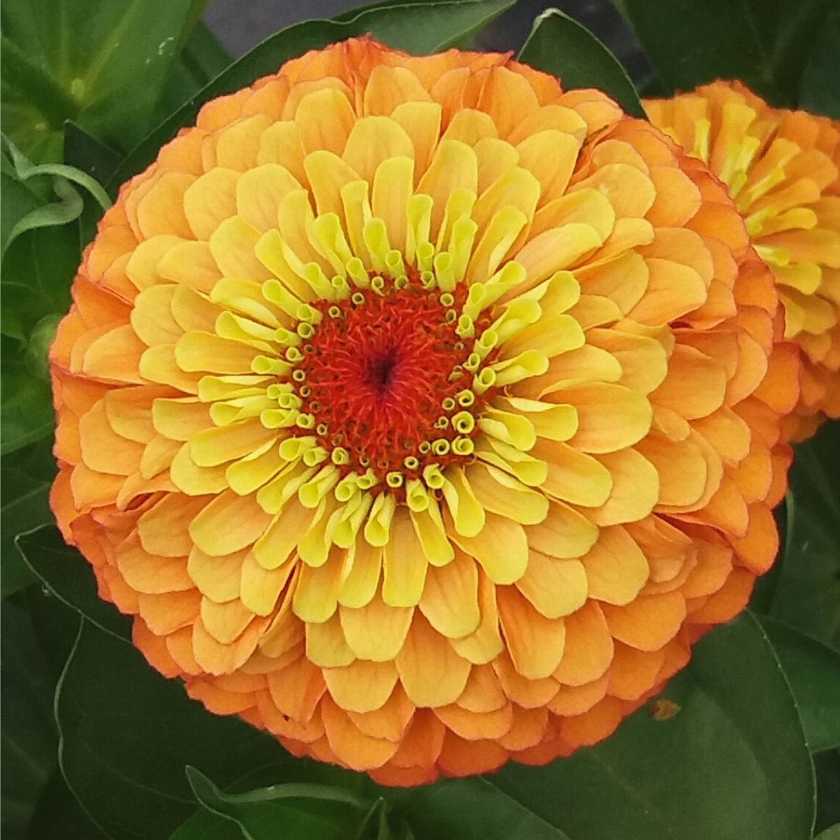 Queeny Lime Orange Zinnia Seeds online shopping