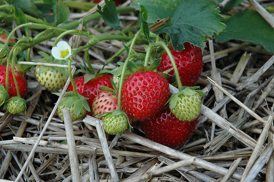 Annapolis Early Season Strawberry