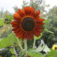 Velvet Queen Sunflower Seeds online shopping