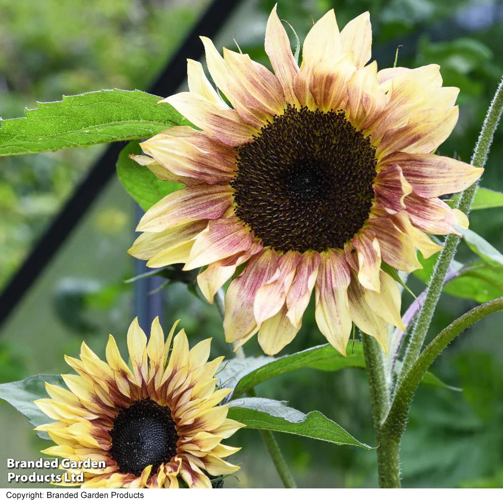 Cherry Rose F1 Sunflower Seeds online shopping